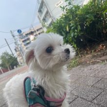 今日も涼しい時間からお散歩へ出発です♬イメージ