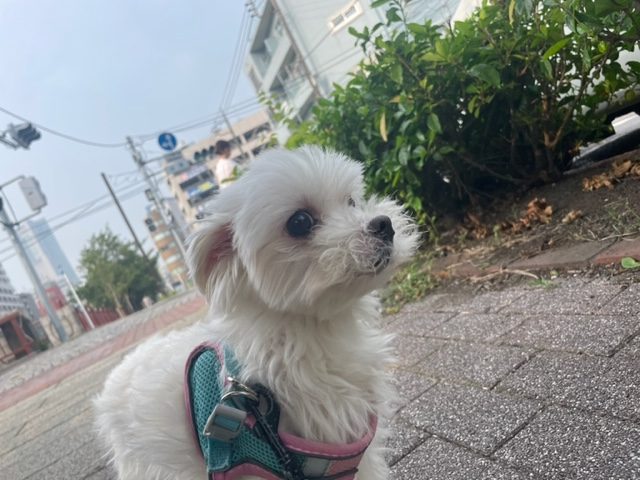 今日も涼しい時間からお散歩へ出発です♬イメージ