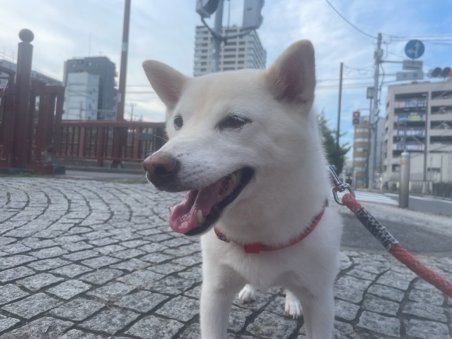 朝からお散歩へ行けました！イメージ