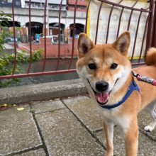 曇り空ですが涼しく過ごせました♫イメージ