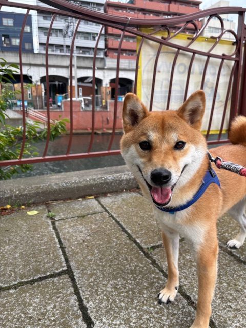 曇り空ですが涼しく過ごせました♫イメージ