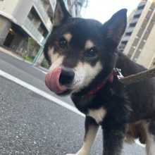 今年のお盆期間もたくさんのワンちゃん達と出会えました🎵イメージ