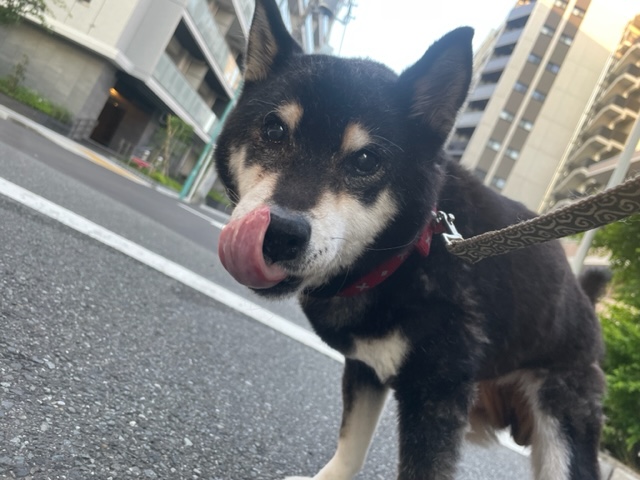 今年のお盆期間もたくさんのワンちゃん達と出会えました🎵イメージ