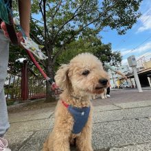 お散歩コースにトンボがいました！イメージ