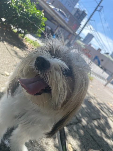 お散歩も気持ちいいです(≧▽≦)イメージ