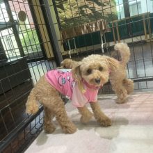 雨でなかなかお散歩へ行けません(>_<)イメージ