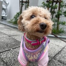 雨の合間にお散歩へ出発です♬イメージ