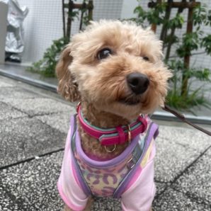 雨の合間にお散歩へ出発です♬イメージ