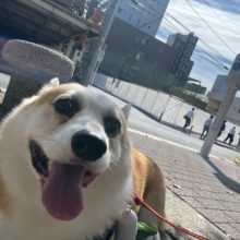 老犬組も元気いっぱいです(^^)/イメージ
