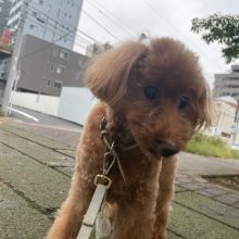 雨が止んでいる間にお散歩へ出発です♬イメージ