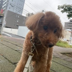 雨が止んでいる間にお散歩へ出発です♬イメージ