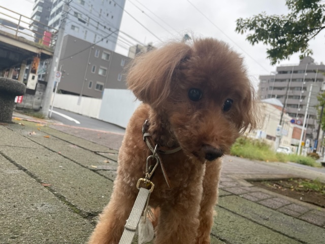 雨が止んでいる間にお散歩へ出発です♬イメージ