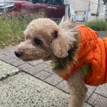 老犬組も元気いっぱいですヾ(≧▽≦)ﾉイメージ