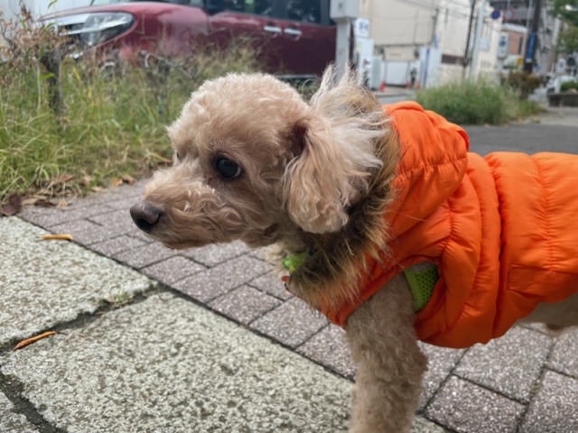 老犬組も元気いっぱいですヾ(≧▽≦)ﾉイメージ