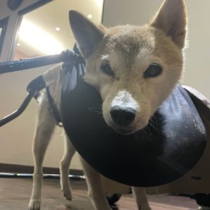 本日はハロウィンです🎃イメージ