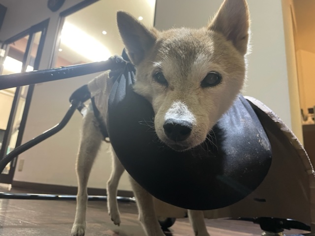 本日はハロウィンです🎃イメージ