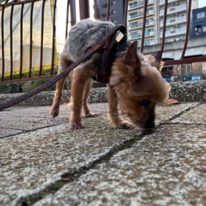 ちょうどいい気候でワンちゃん達も嬉しそうです！イメージ