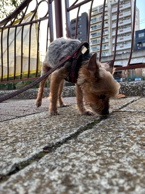 ちょうどいい気候でワンちゃん達も嬉しそうです！イメージ