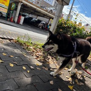 日差しが強めな朝でした！(>_<)イメージ