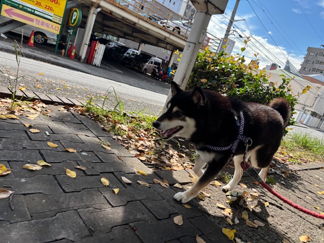 日差しが強めな朝でした！(>_<)イメージ