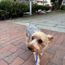 週末に向けてワンちゃんが増えてきました！イメージ