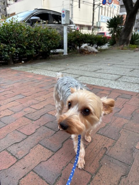 週末に向けてワンちゃんが増えてきました！イメージ