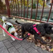 11月ももうすぐです:;(∩´﹏`∩);:イメージ