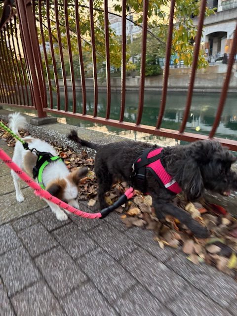 11月ももうすぐです:;(∩´﹏`∩);:イメージ