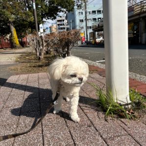 明日はハロウィンです‼🎃🕷👻イメージ