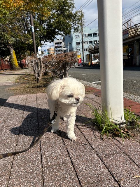 明日はハロウィンです‼🎃🕷👻イメージ