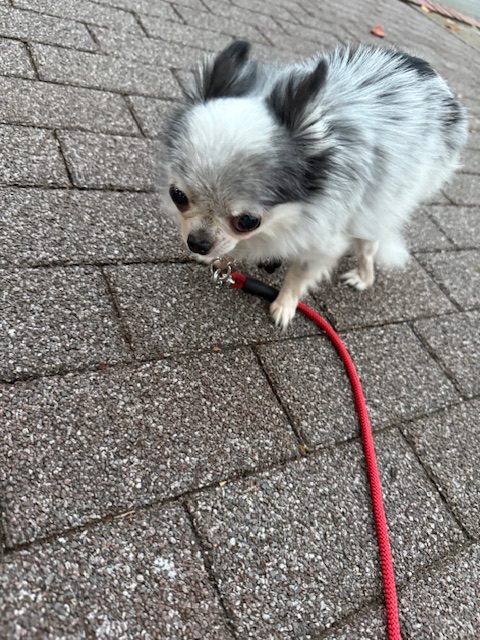 秋模様のお散歩ルートです🍁イメージ