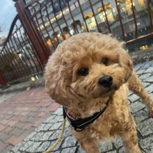 お散歩も元気いっぱいでした～！イメージ