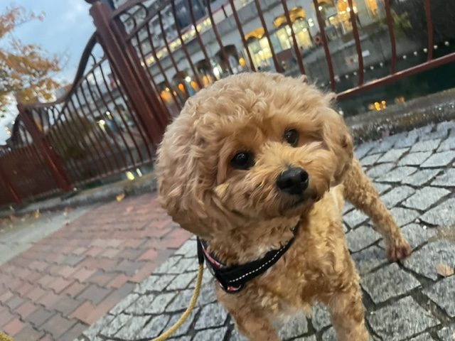 お散歩も元気いっぱいでした～！イメージ