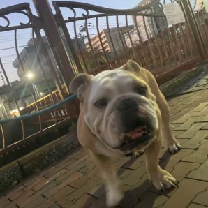 ホテルが賑やかになってきました(≧▽≦)イメージ