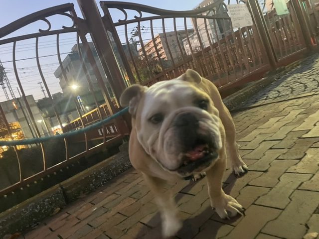 ホテルが賑やかになってきました(≧▽≦)イメージ