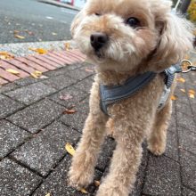 みんなお利口さんです(*^。^*)イメージ