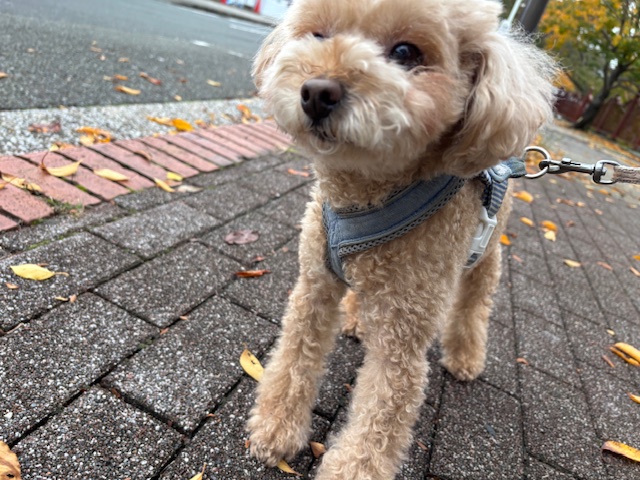 みんなお利口さんです(*^。^*)イメージ