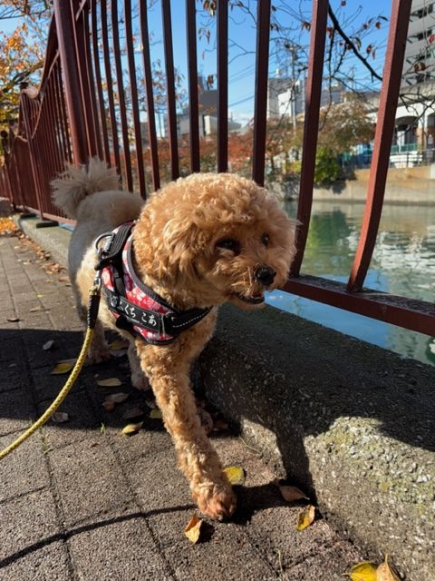 過ごしやすい気温でした(≧▽≦)イメージ