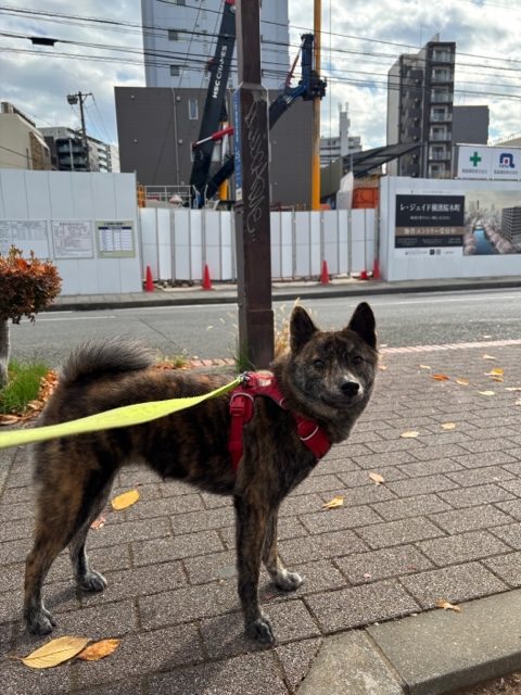 いいお天気でした(*^▽^*)イメージ