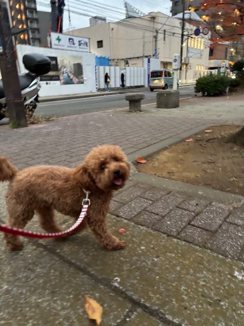 もうすぐ12月ですね～～イメージ