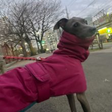 店内フリーのお友達がいっぱいです(*^^*)イメージ