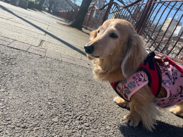 いいお天気です(*’▽’)イメージ