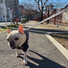 風は寒いですがみんなお散歩大好きです！イメージ