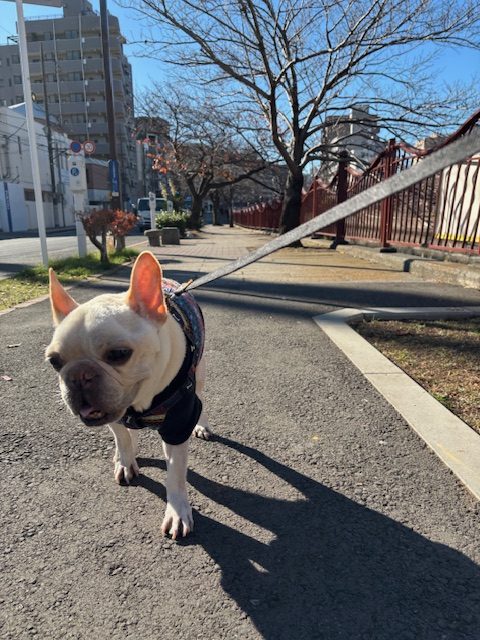 風は寒いですがみんなお散歩大好きです！イメージ