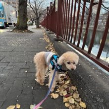 スタッフの猫ちゃんを洗いました♬イメージ