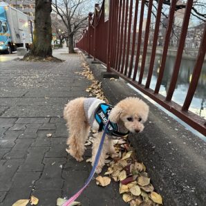 スタッフの猫ちゃんを洗いました♬イメージ