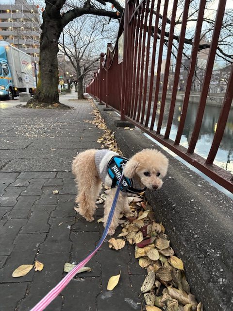 スタッフの猫ちゃんを洗いました♬イメージ