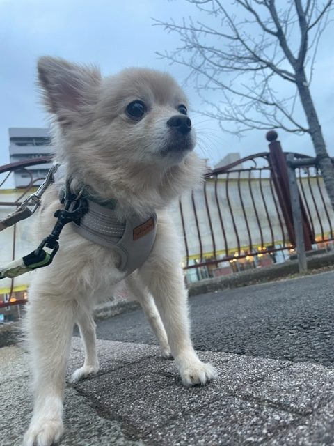 みんな元気に過ごしています(‘ω’)ノイメージ