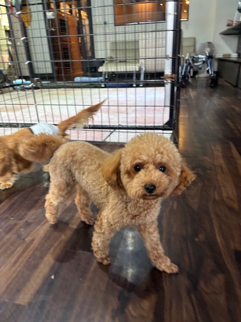 新年まであと2日！イメージ