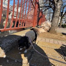 みんなお散歩大好きです～～イメージ